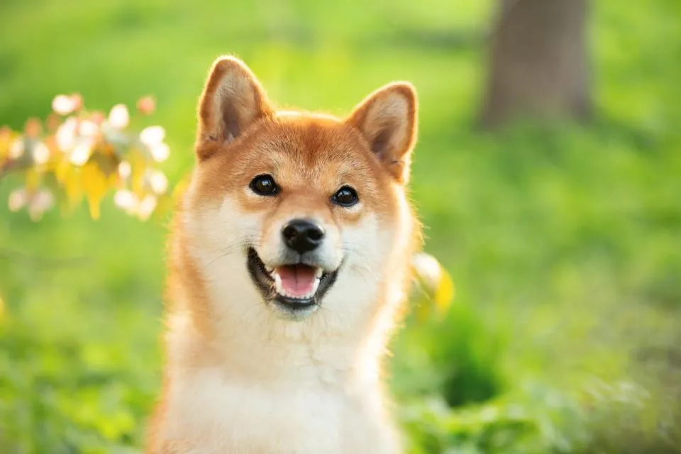 Der Shiba Inu ist in den letzten Monat um 300% gestiegen. Hier ist, warum Sie stattdessen Bitcoin kaufen sollten.