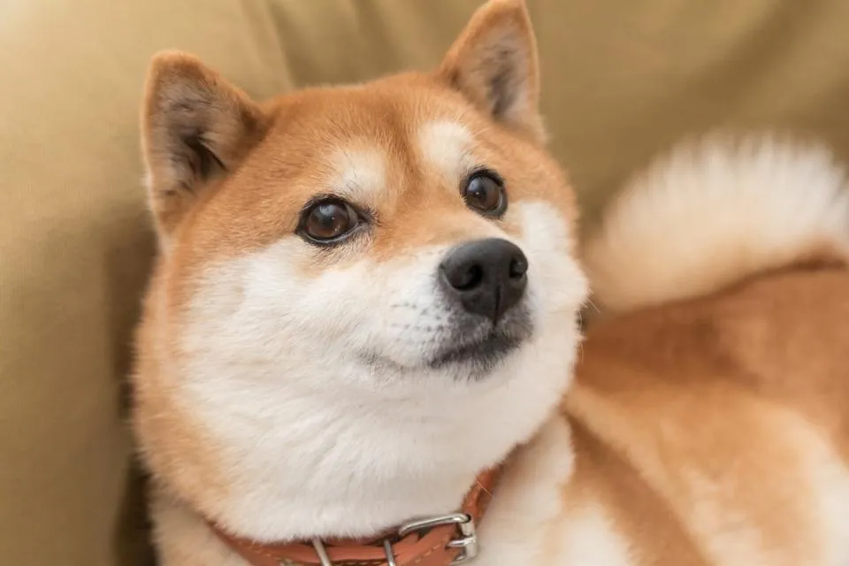 Kann Dogecoin $1 Erreichen Geheimnisse und Überraschungen enthüllt