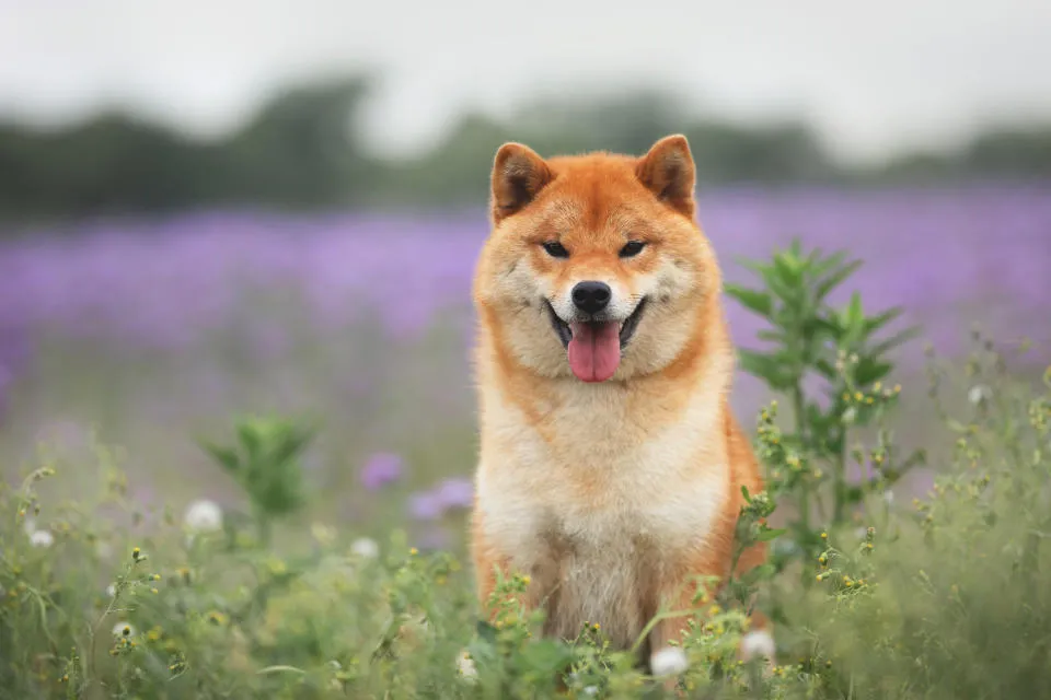 Warum Dogecoin, Shiba Inu und Pepe heute steigen