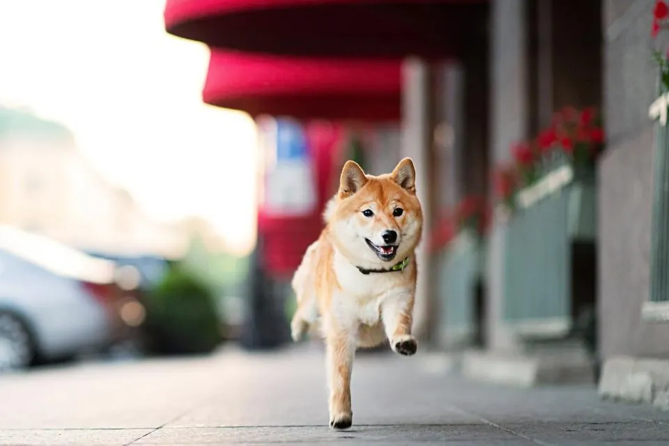 Shiba Inu übertrifft Bitcoin 2024 Warum Dies Ein Grund Zur Vorsicht Ist