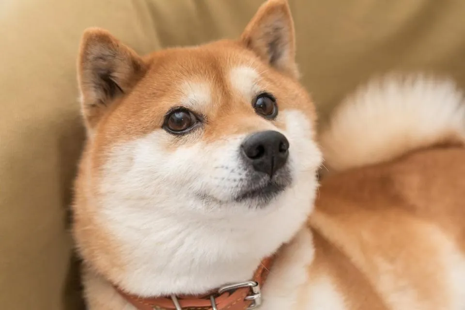 Dogecoin unter $1 kaufen: Verpassen Sie nicht die Chance!