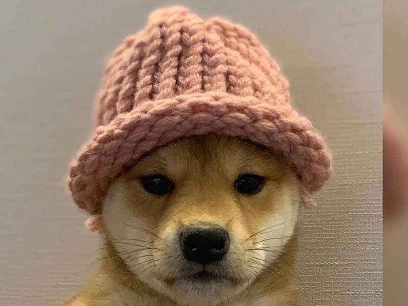 Bitcoin-Halbierung in 3 Wochen; Solanas Yakovenko zu Meme Coins