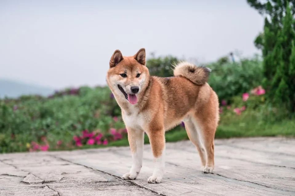 Dogecoin Investieren Lohnt Sich der Hype wirklich