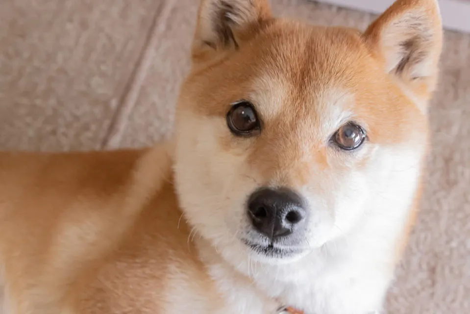Shiba Inu steigt rasant an: Ist es jetzt eine der besten Kryptowährungen zum Kauf?