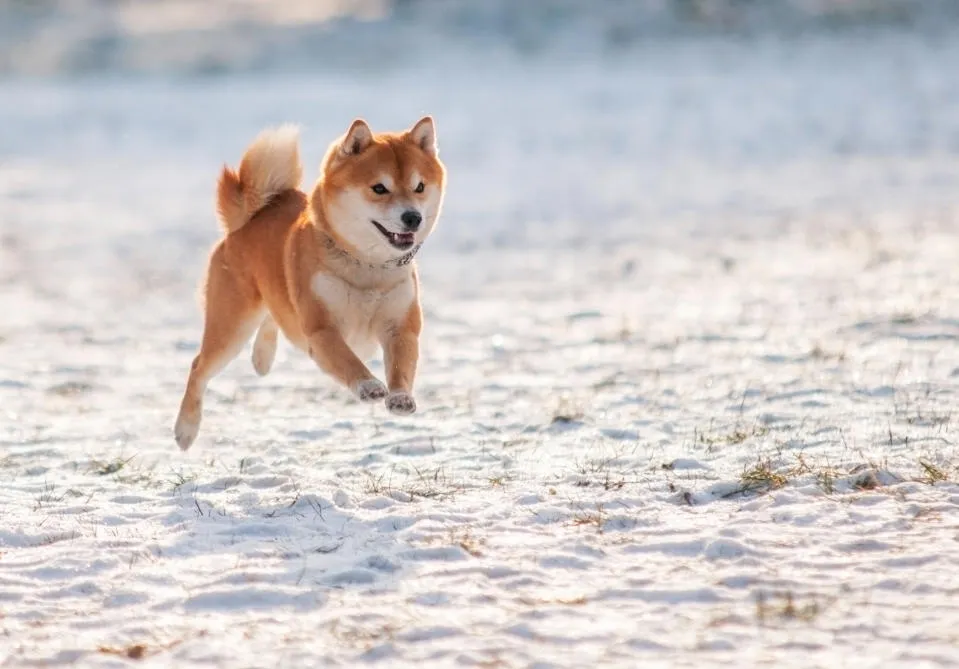 Dogecoin Kaufen 2024 Halten Anleger Bereit für Überraschen
